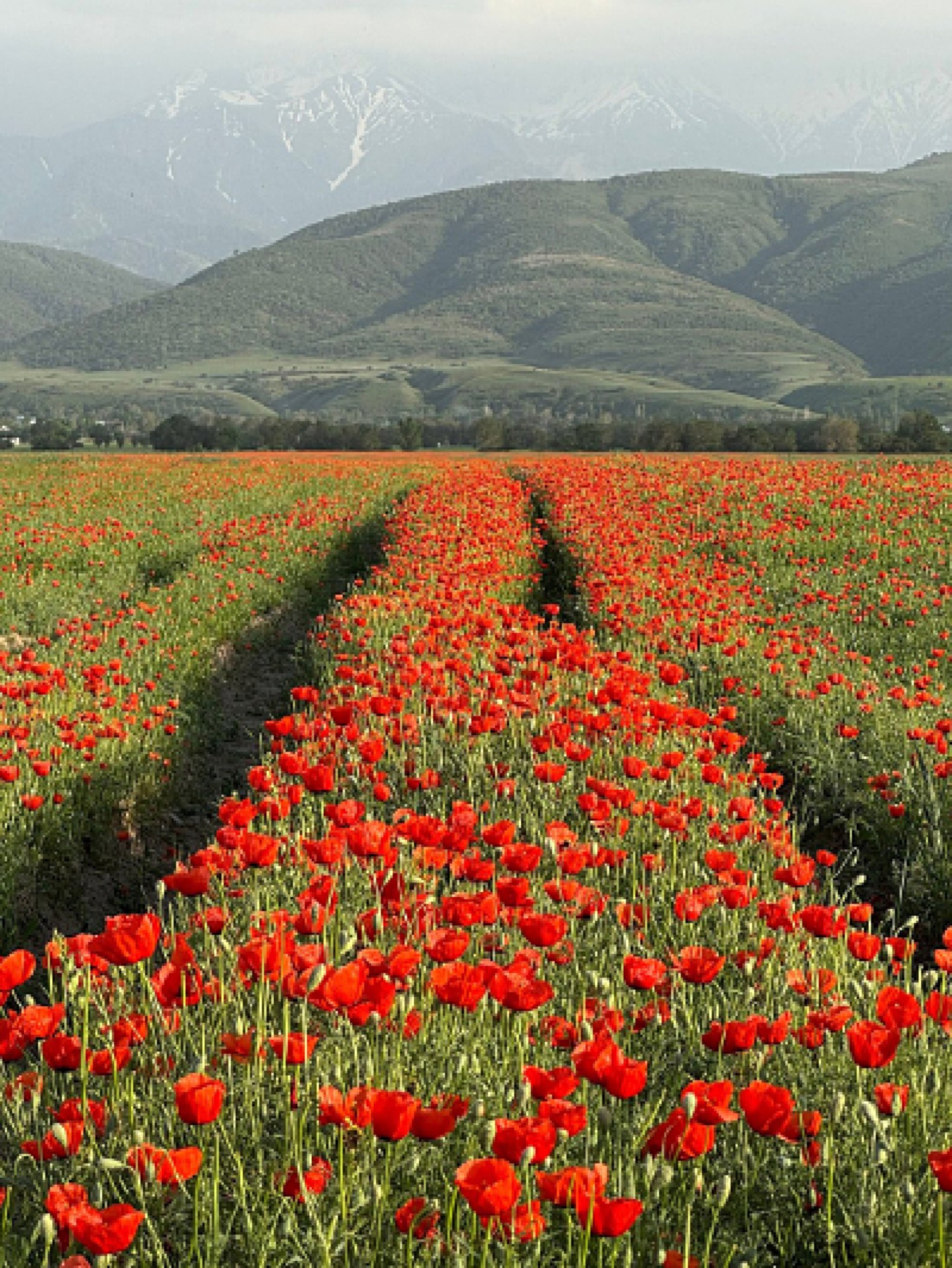 Poppy field