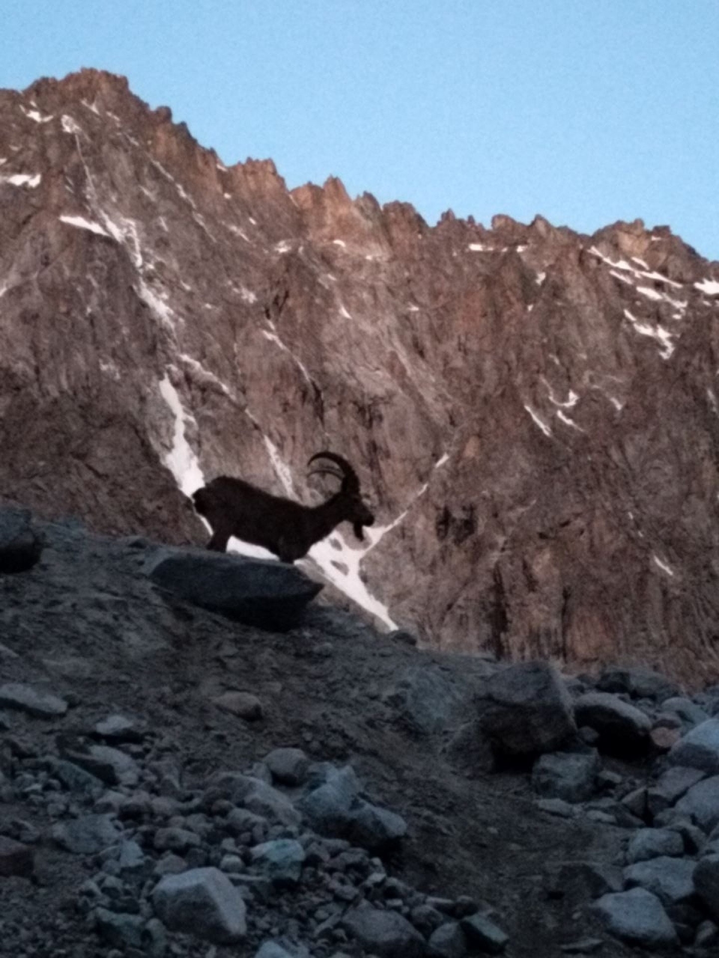 Mountain goat in Ala Archa National Park