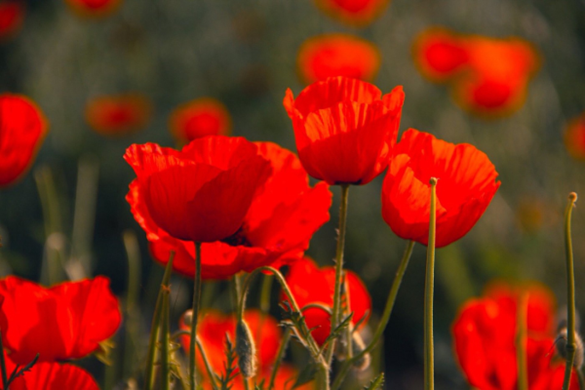 Poppy flowers
