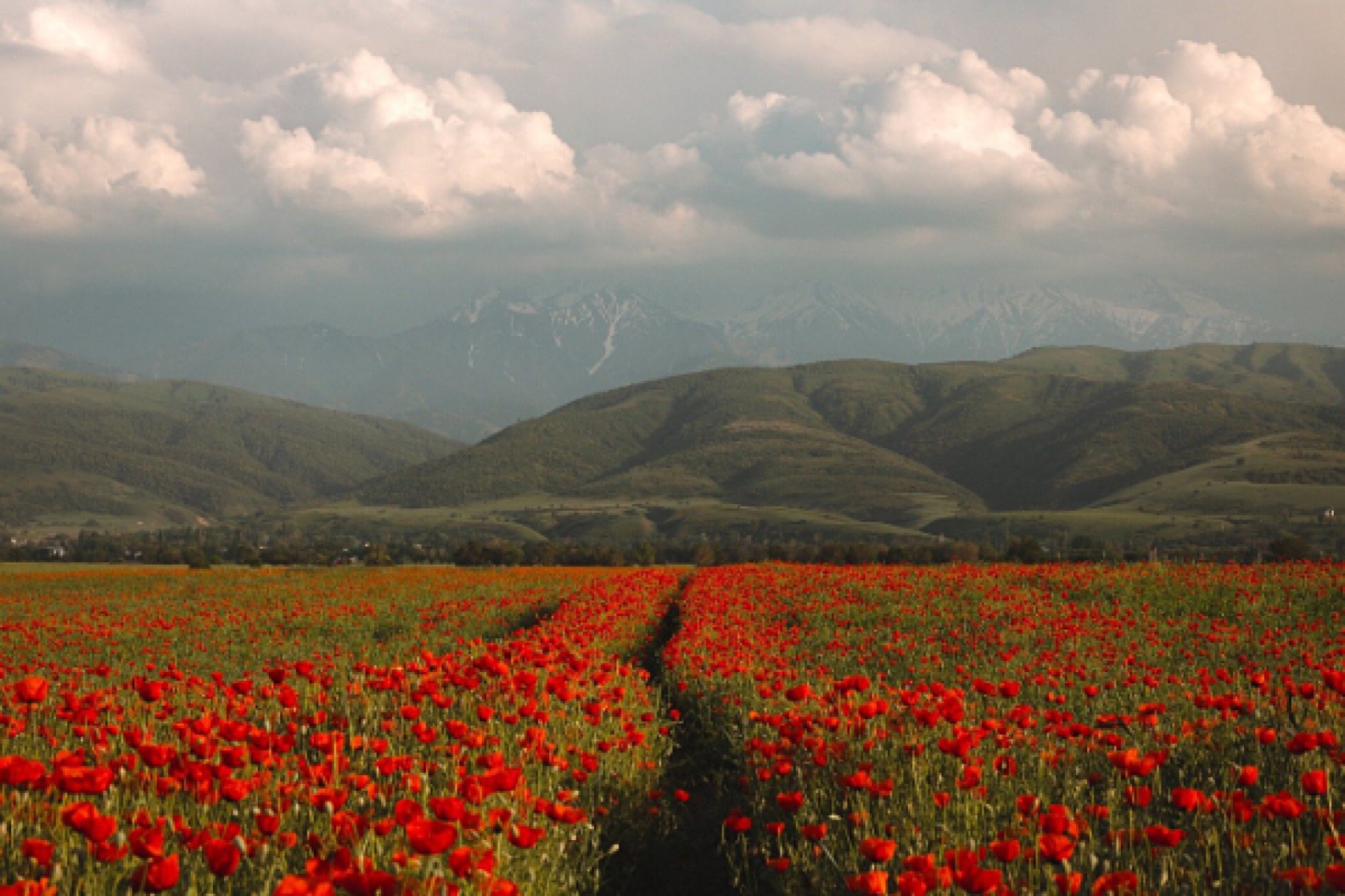 Poppy field with mountains on the background