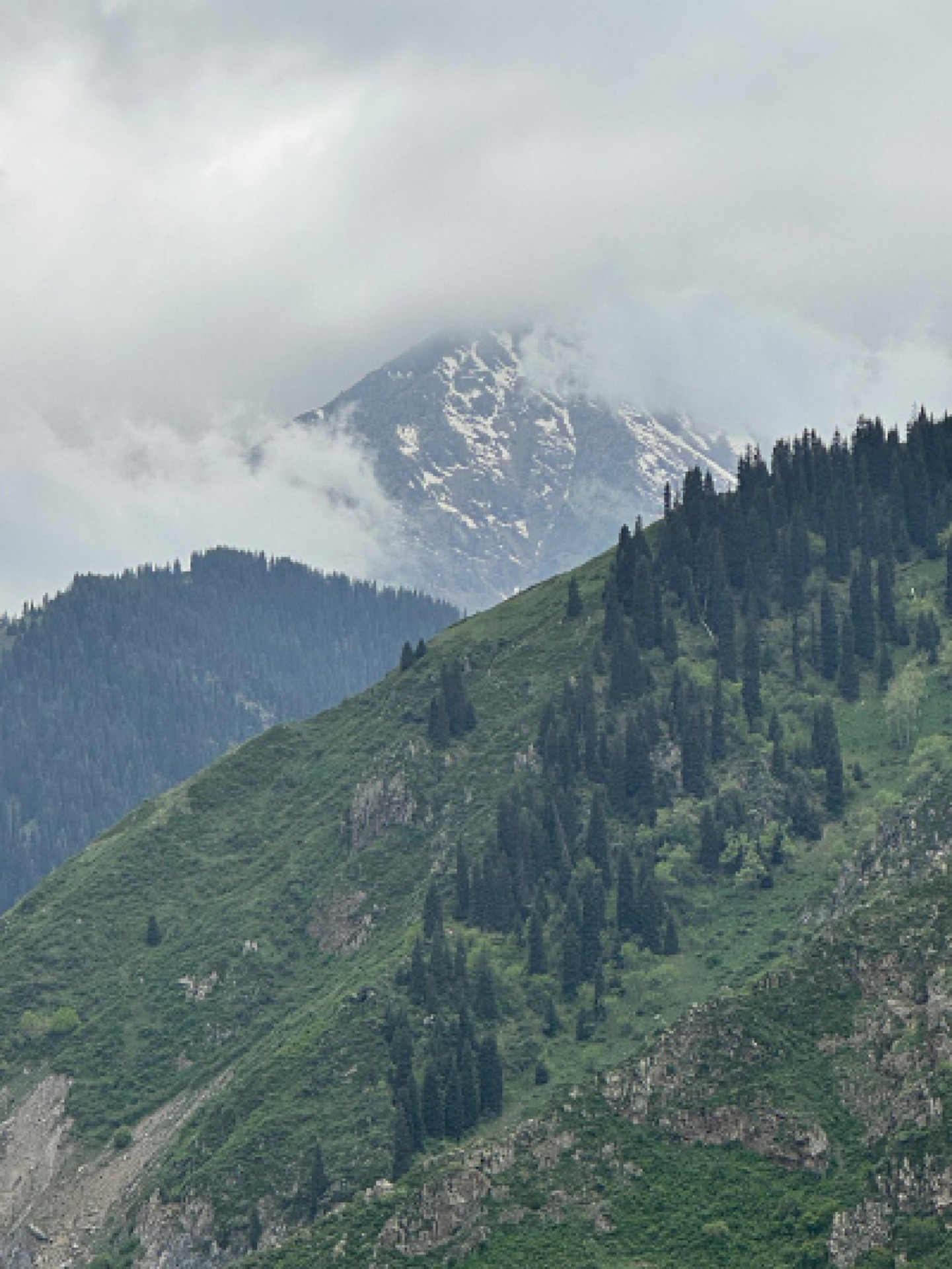 Spruce hill with mountains on the background