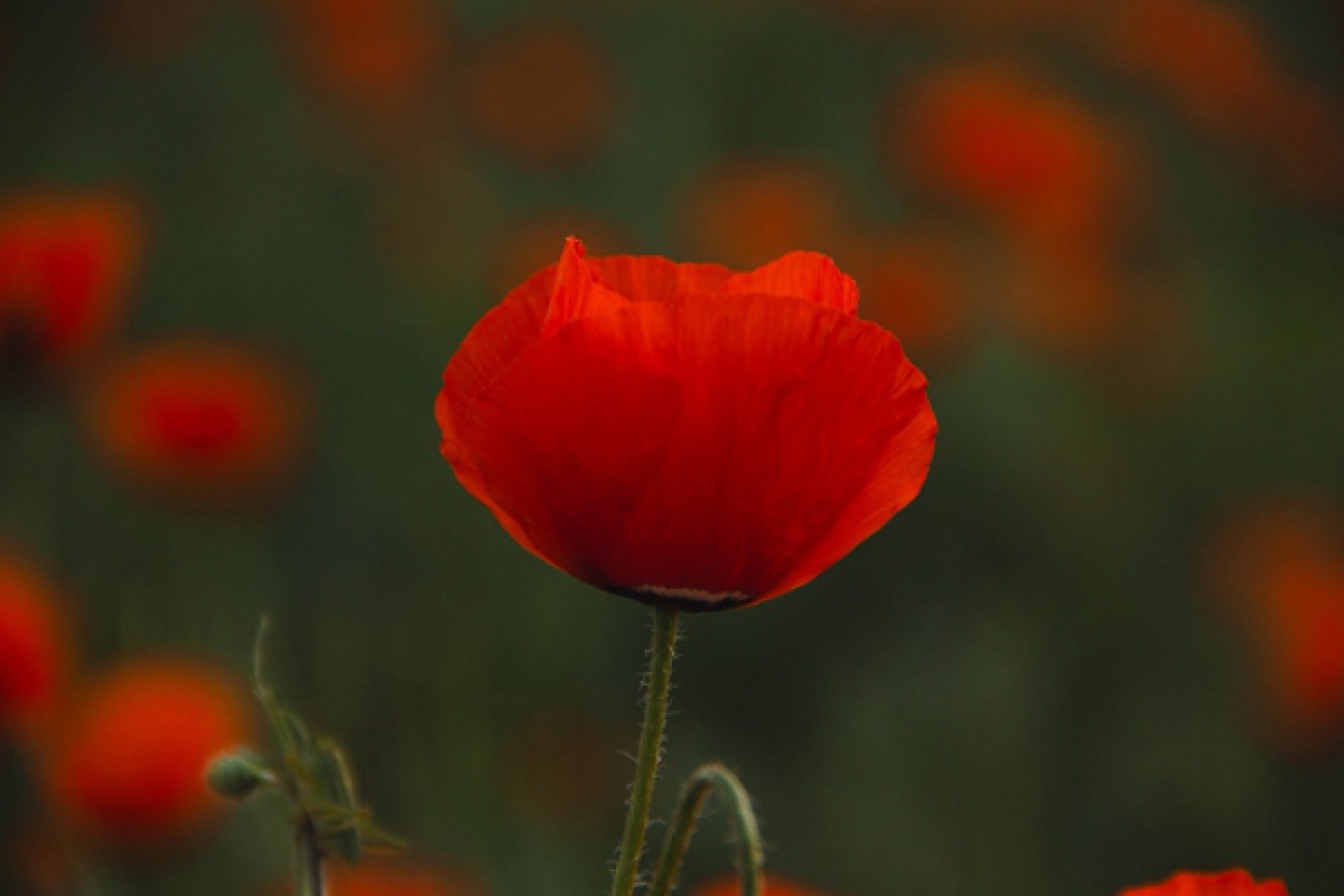 Poppy flower