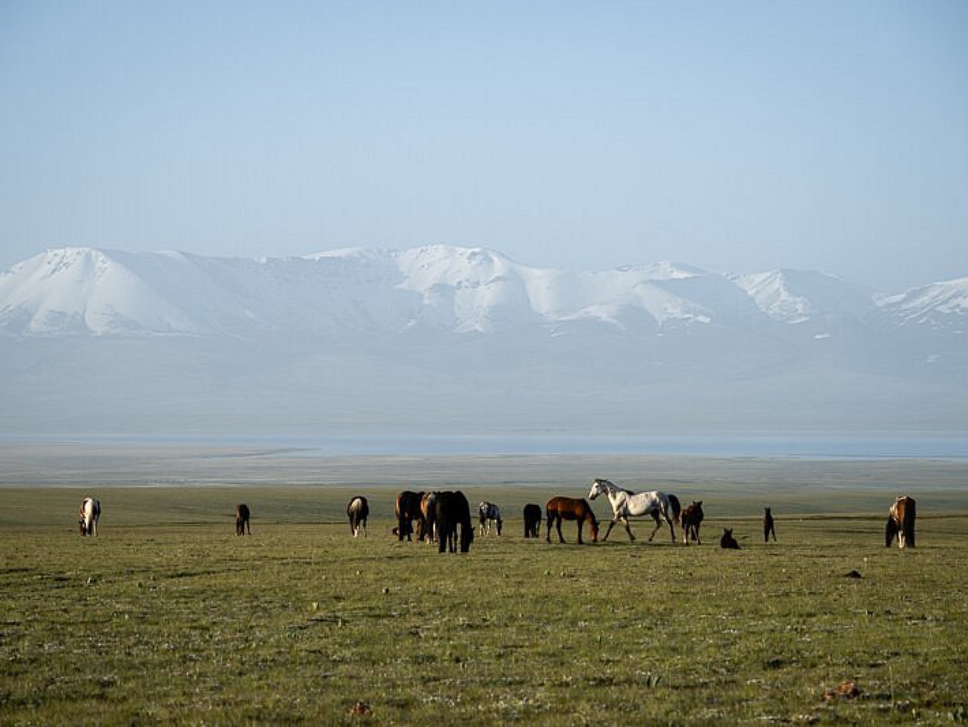 Horses with the mountains on the background