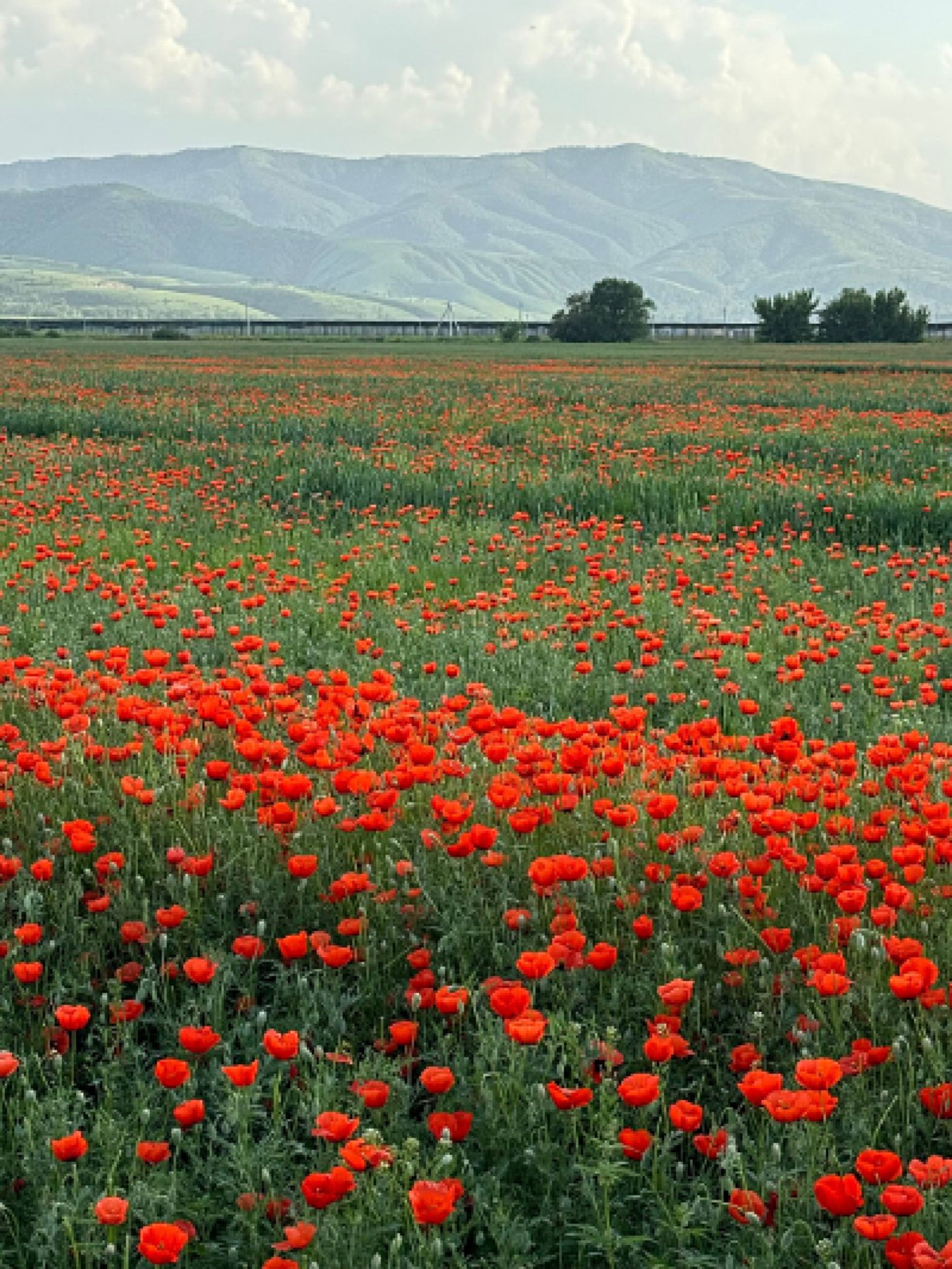  Poppy field