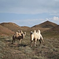 Tripadvisor review: Silk Road Guiding